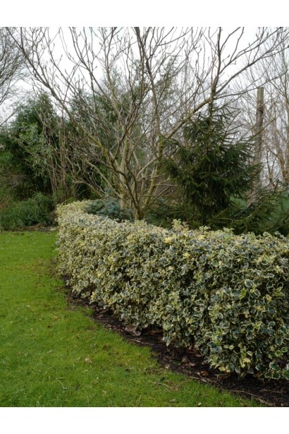 Падуб Аргентея Маргіната використання в ландшафті